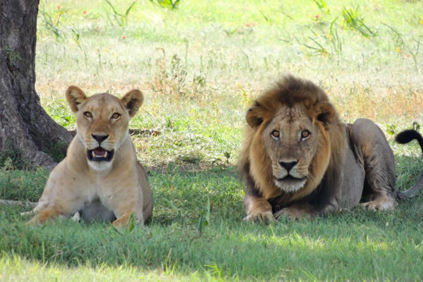 Weekend lungo: safari in Tanzania