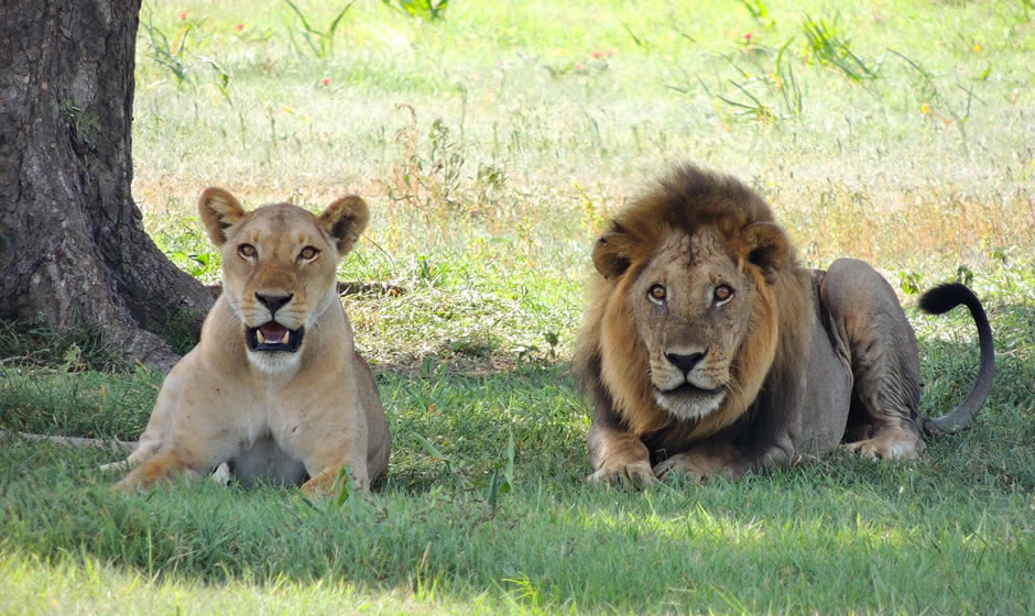 Weekend lungo: safari in Tanzania