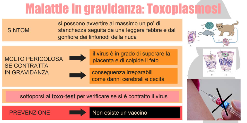 Malattie in gravidanza: La toxoplasmosi (tabella riepilogativa)