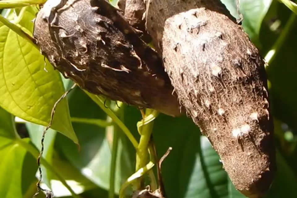 Dioscorea