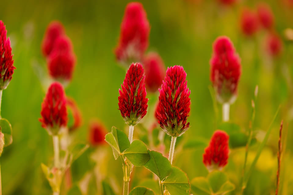 Trifoglio rosso