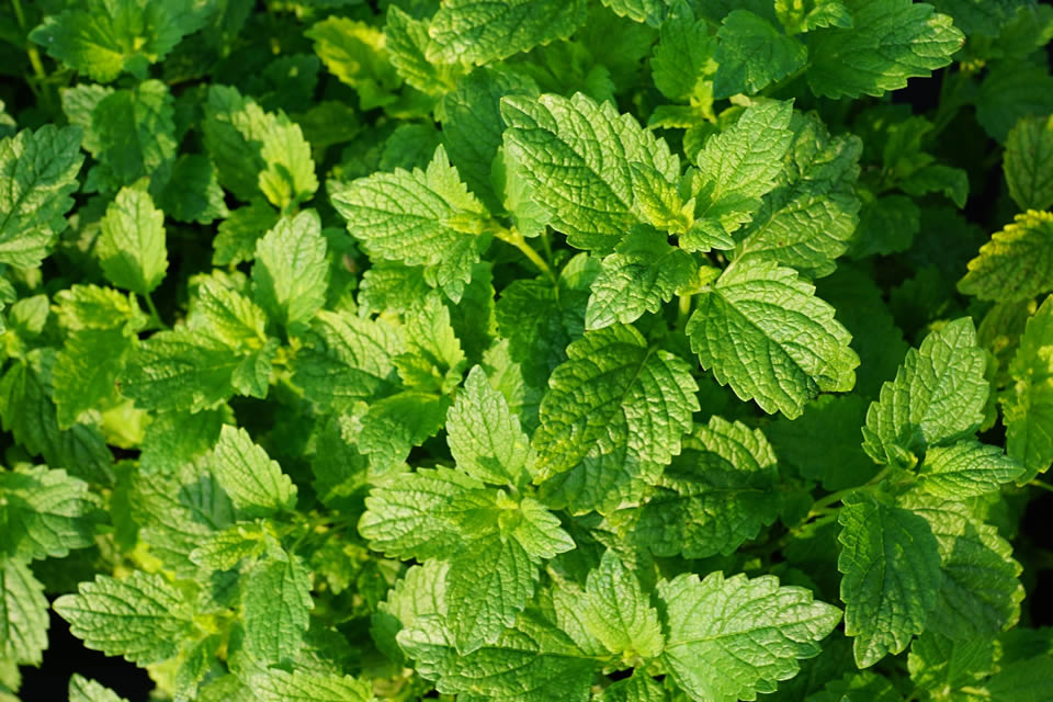 Piperina