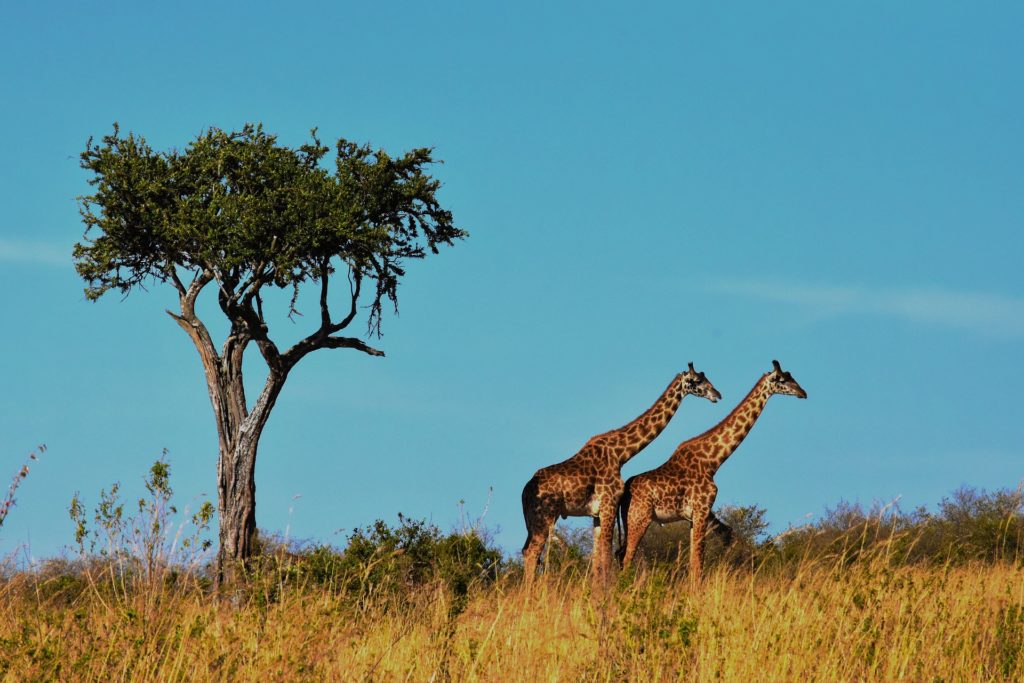 Safari in Tanzania: le giraffe
