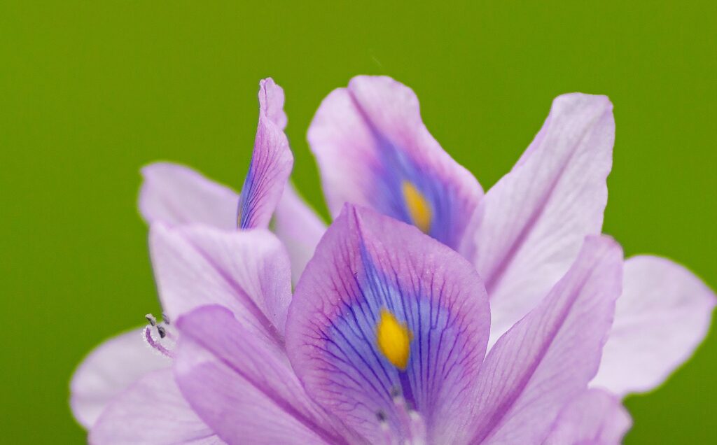 iris in giardino