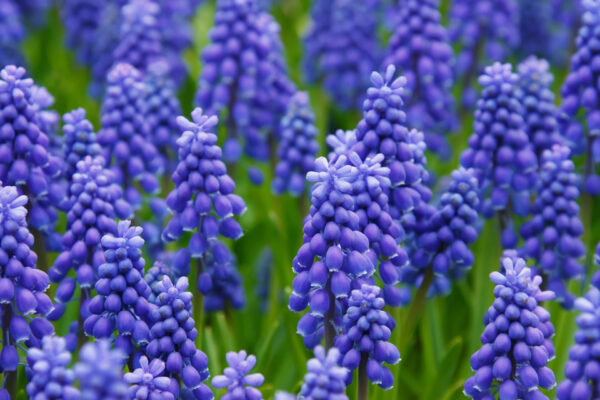 muscari in giardino