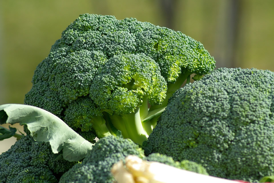 broccolo