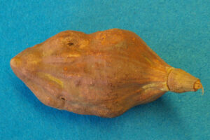 frutto del baobab