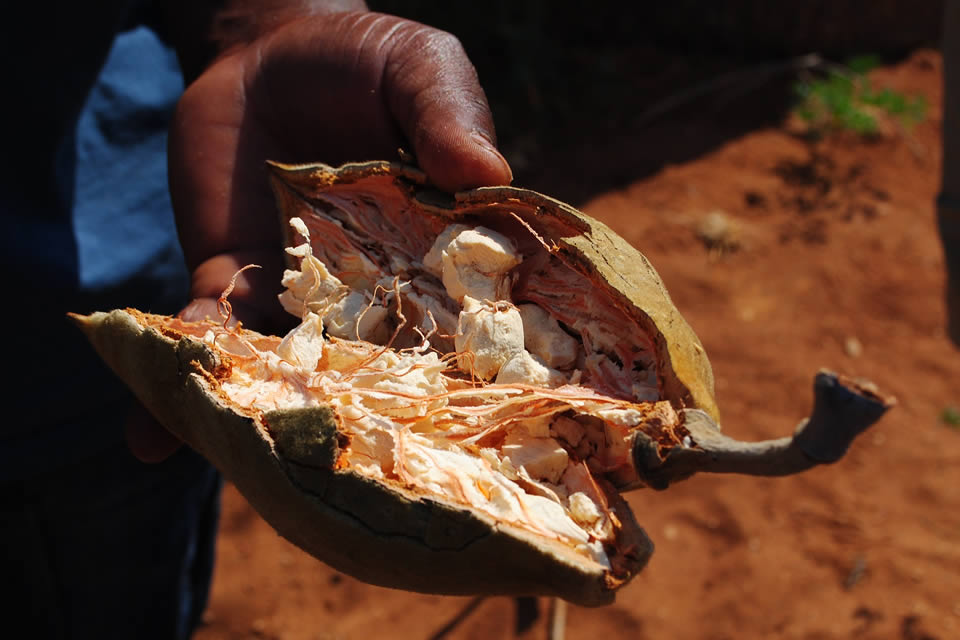 frutto del baobab aperto